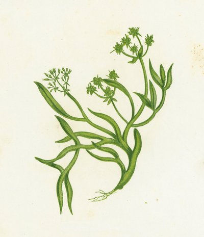 Samphire by English School